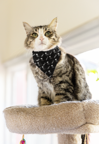 Thumbnail for Skeleton Cat Halloween Costume Pet Bandana Collar