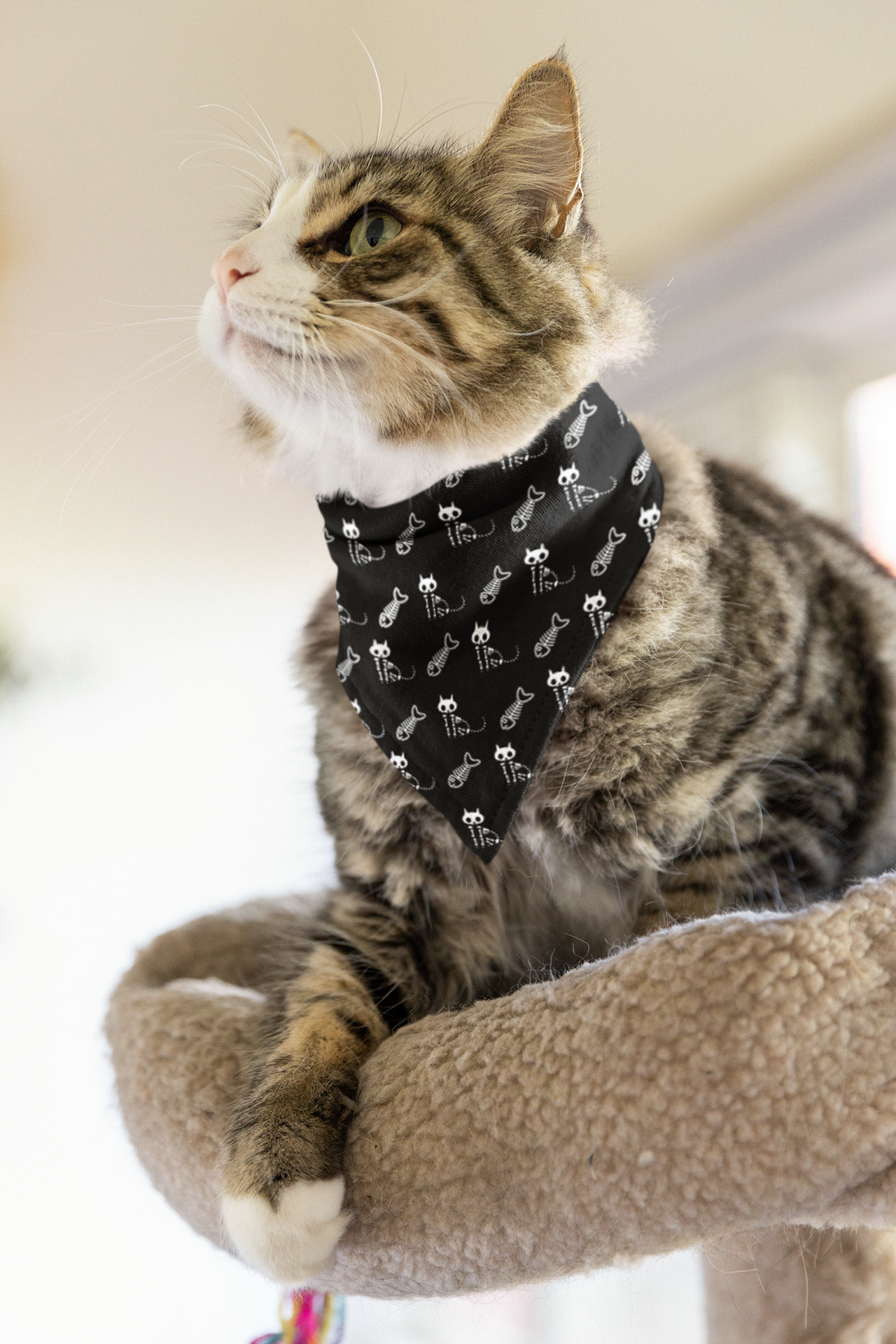 Skeleton Cat Halloween Costume Pet Bandana Collar